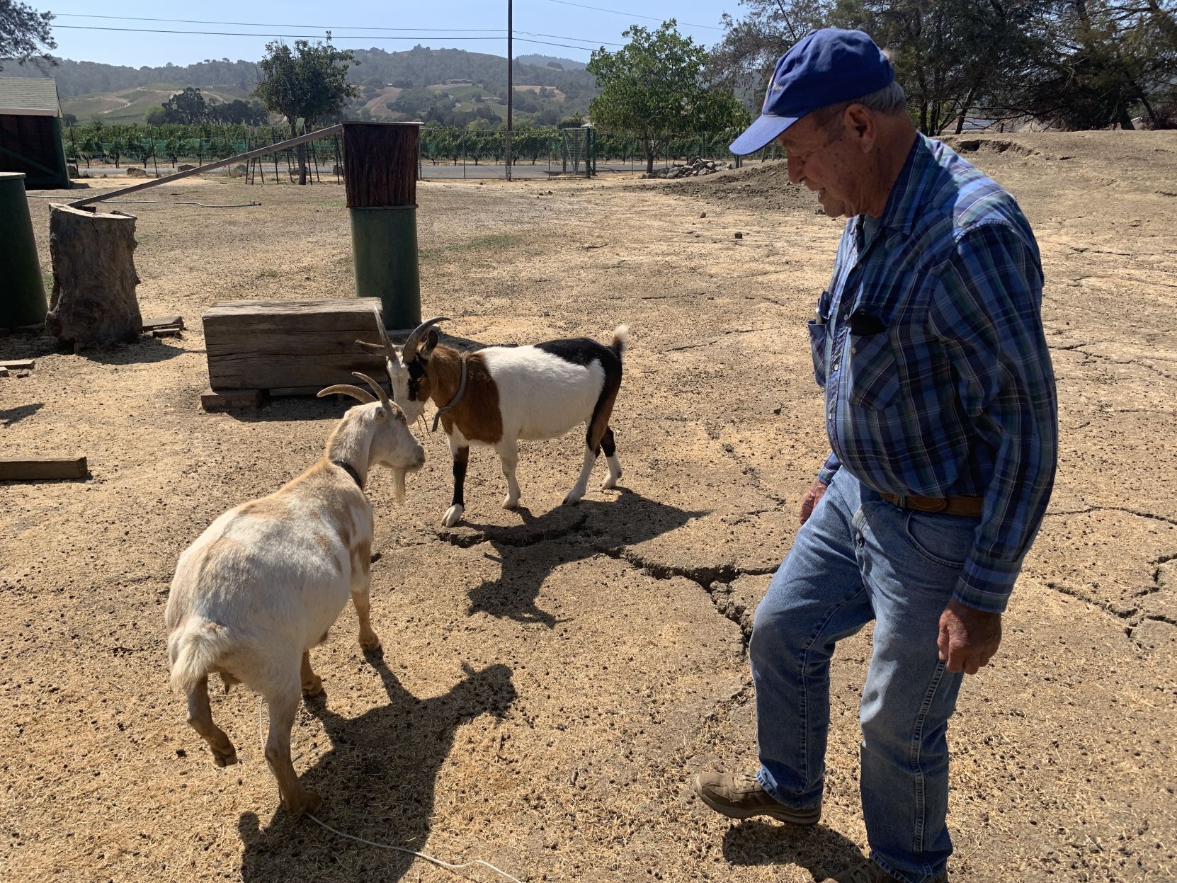 The goats of Linda Vista